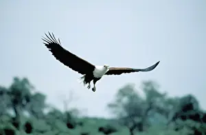 Vocifer: African Fish Eagle