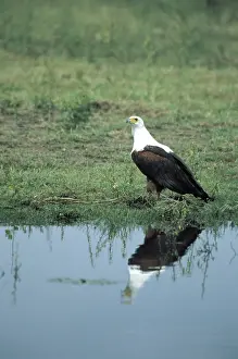 Vocifer: African Fish Eagle