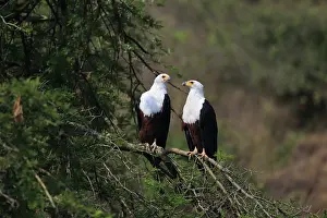 Murchison: African Fish Eagle