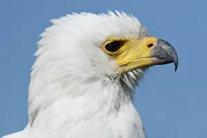Zimbabwe: African Fish Eagle
