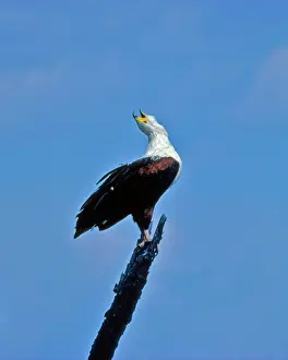 Vocifer: African Fish Eagle - calling