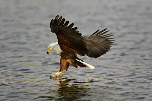 Vocifer: African Fish Eagle - Catching a fish in the Kafue River