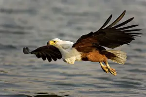 Lufupa: African Fish Eagle - Comes flying in order to catch