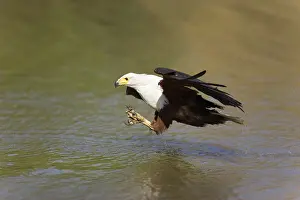 Vocifer: African Fish Eagle - Comes flying in order to catch