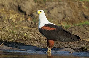 Vocifer: African Fish Eagle - drinking at the bank of the Chobe River