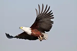 Vocifer: African Fish Eagle - in flight
