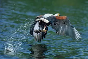 Vocifer: African Fish EAGLE - in flight carring a