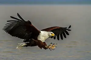 Brids: African Fish Eagle - in flight above water -