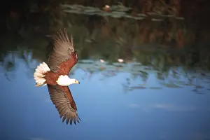 Gliding: AFRICAN FISH EAGLE - in flight over water