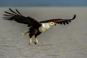 Brids: African Fish Eagle - in flight above water. Lake