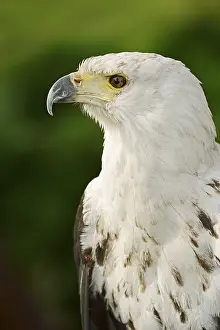 Albicilla: African fish eagle (Haliaeetus vocifer), portrait