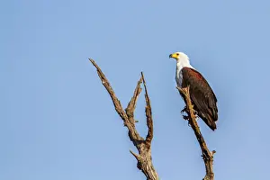 Vocifer: African fish eagle in Kruger National park