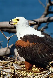 Vocifer: African Fish EAGLE - at nest