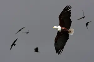 Vocifer: African fish eagle - Single adult in flight