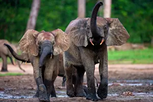 Shade: Two African forest elephants (Loxodonta cyclotis