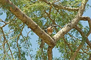 Megaceryle: African Giant Kingfisher - perched on branch overhanging
