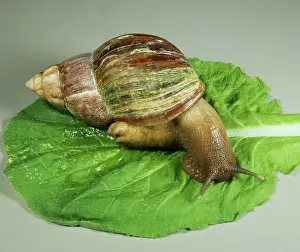 Fulica: African giant snail