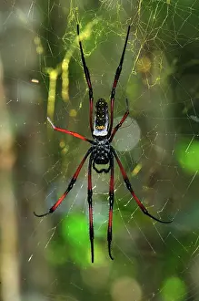 Nephila: African Golden Orb-web Spider