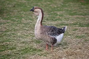 Dewlap: African Goose - with knobbed bill and dewlap