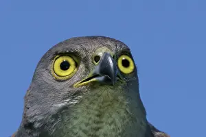 Goshawks: African Goshawk