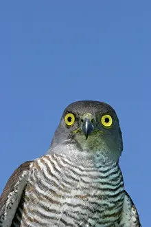 Goshawks: African Goshawk