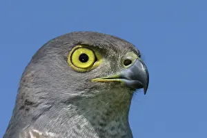Goshawks: African Goshawk