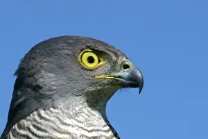 Goshawks: African Goshawk