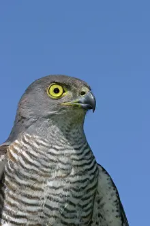 Goshawks: African Goshawk