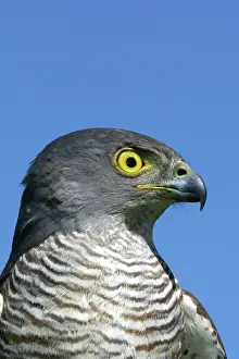 Goshawks: African Goshawk