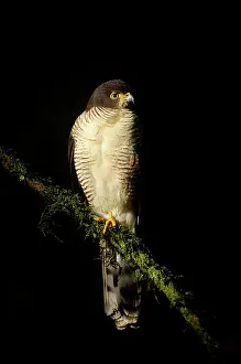 Ugandan: African Goshawk