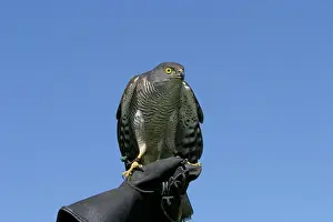 Falconry: African Goshawk - perched on person's hand