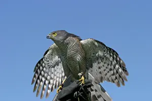 Falconry: African Goshawk - perched on person's hand