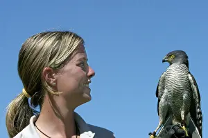 Falconry: African Goshawk - with woman