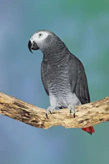 Psittacus: African Gray Parrot