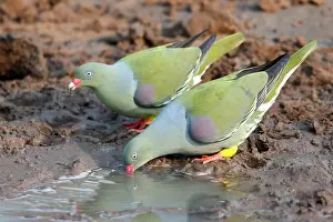 Calvus: African green pigeons (Treron calva) drinking at