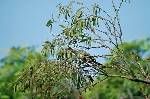 Nasutus: African Grey Hornbill