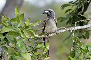 Nasutus: African Grey Hornbill - male