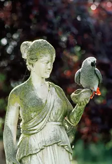 Psittacus: AFRICAN GREY PARROT