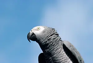 Psittacus: African Grey Parrot