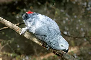 Psittacus: African Grey Parrot