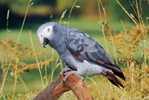Psittacus: African Grey Parrot