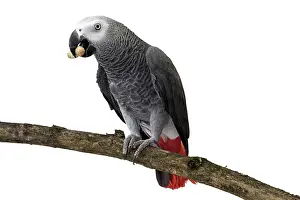 Peanut: African Grey Parrot