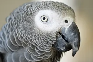 Vision: African Grey Parrot face close-up