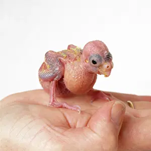 Reared: African Grey PARROT - Handrearing a chick