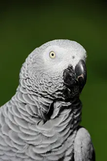 Native: African grey parrot (Psittacus erithacus), portrait