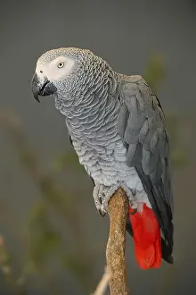 Erithacus: African grey parrot (Psittacus erithacus), captive