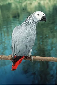Wendy Sadler: African Grey PARROT - back view