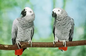 Talking: AFRICAN GREY PARROTS - two on perch