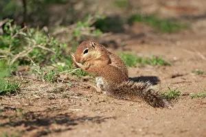 Inauris: African Ground Squirrel, Xerus inauris