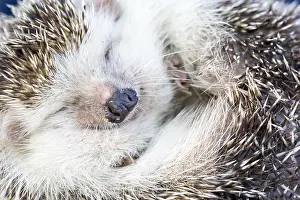 Spine: African Hedgehog (Atelerix algirus) curled up, Ibiza
